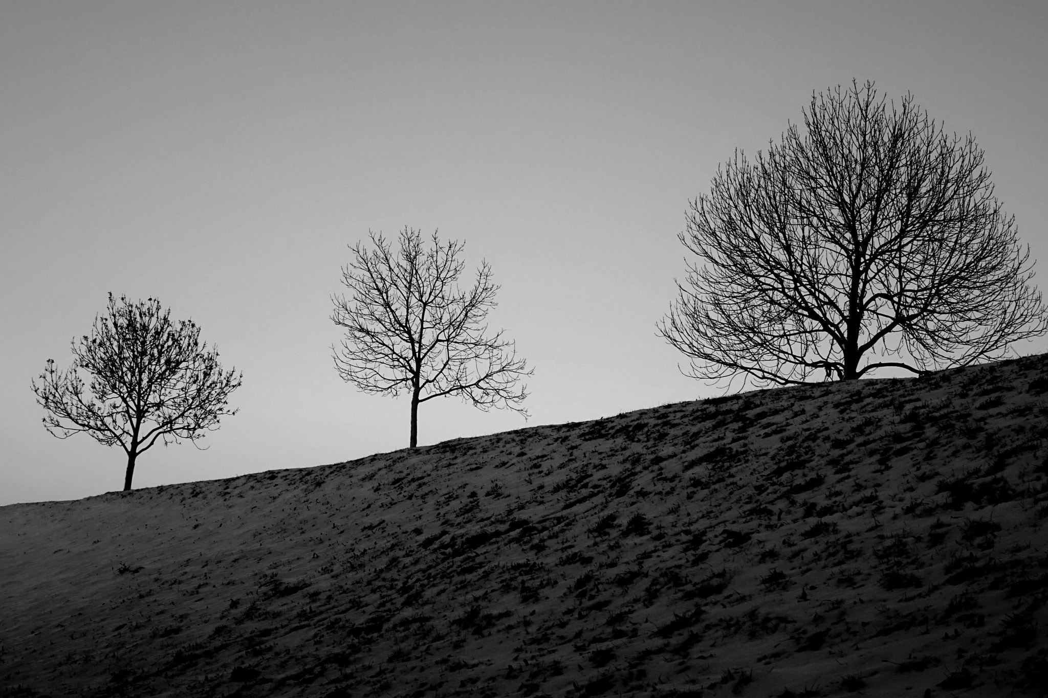 Sony Cyber-shot DSC-RX10 + Sony 24-200mm F2.8 sample photo. Three trees photography