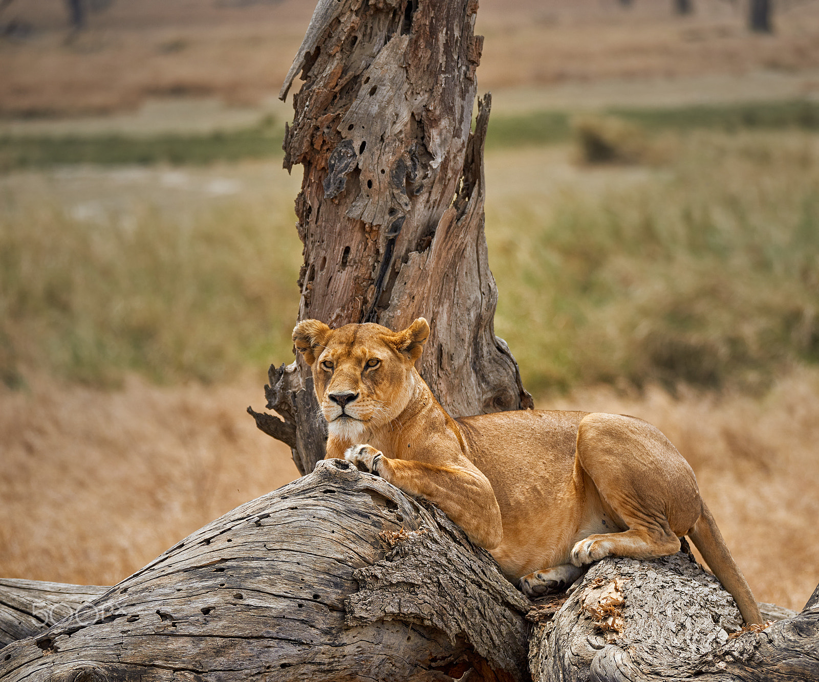 Sigma 150-600mm F5-6.3 DG OS HSM | S sample photo. Lioness photography