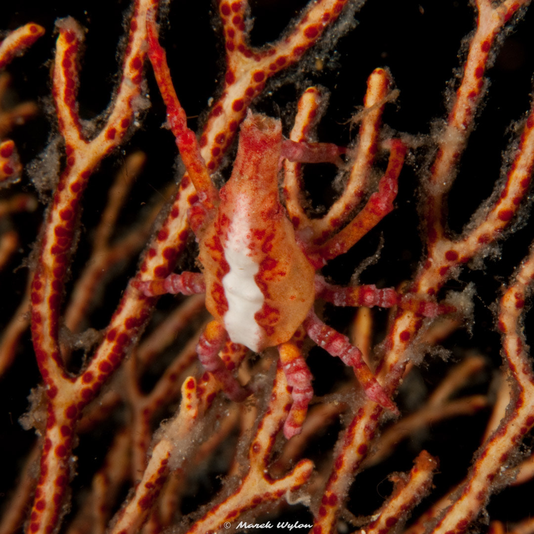 Nikon AF-S Micro-Nikkor 60mm F2.8G ED sample photo. Babas crinoid squat lobster | raja ampat | 2009.11.26 photography