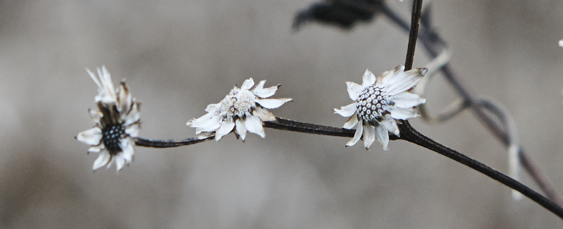 Sony E 50mm F1.8 OSS sample photo. Wildflowers photography