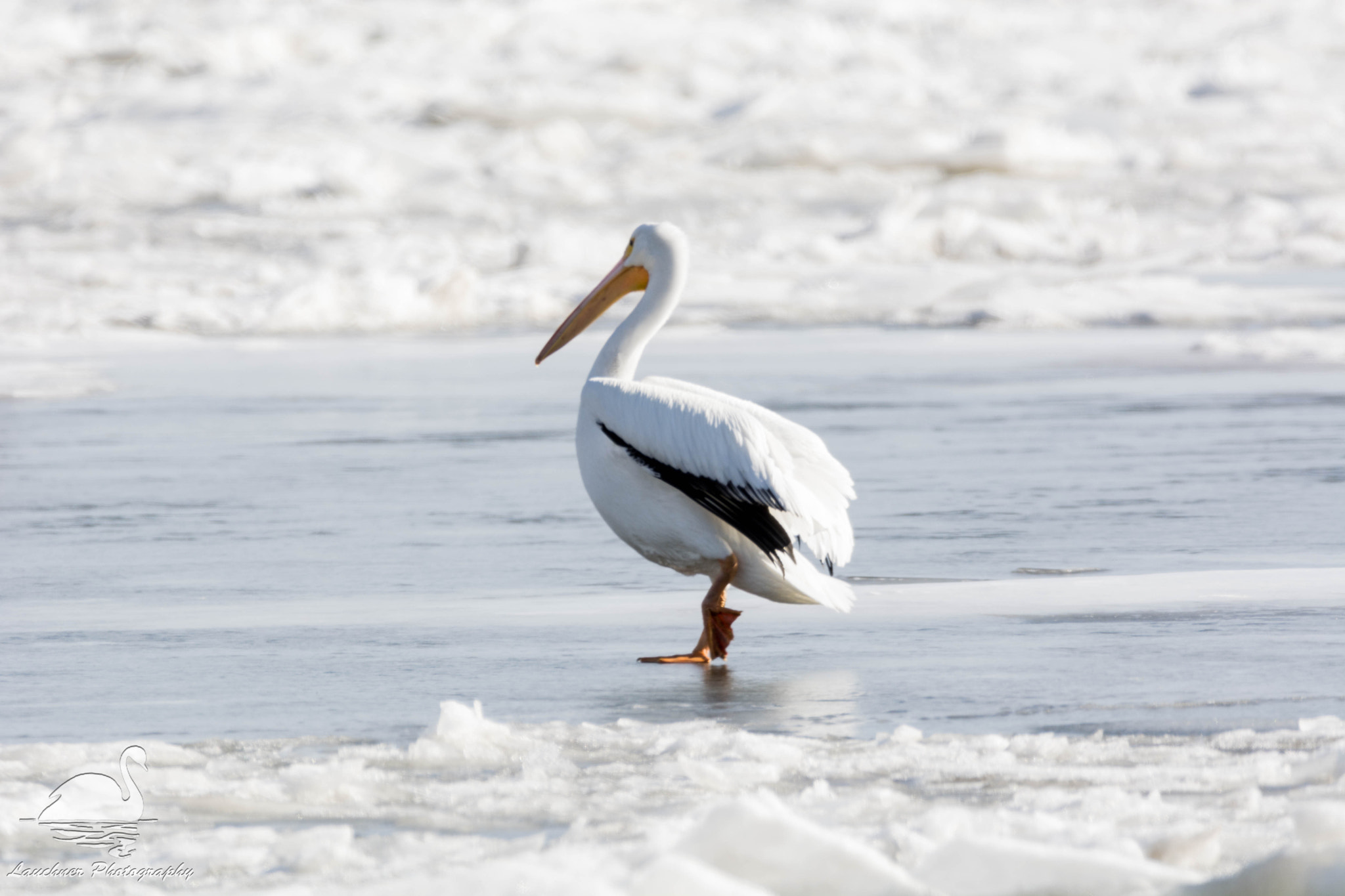 Sigma 150-600mm F5-6.3 DG OS HSM | C sample photo. Icy walk photography