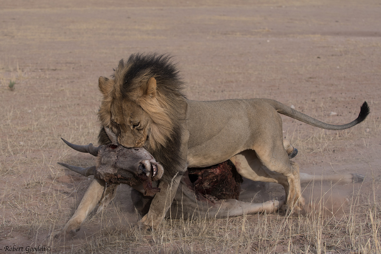 Nikon D500 + Nikon AF-S Nikkor 70-200mm F2.8G ED VR sample photo. African lion dragging hartebeest photography