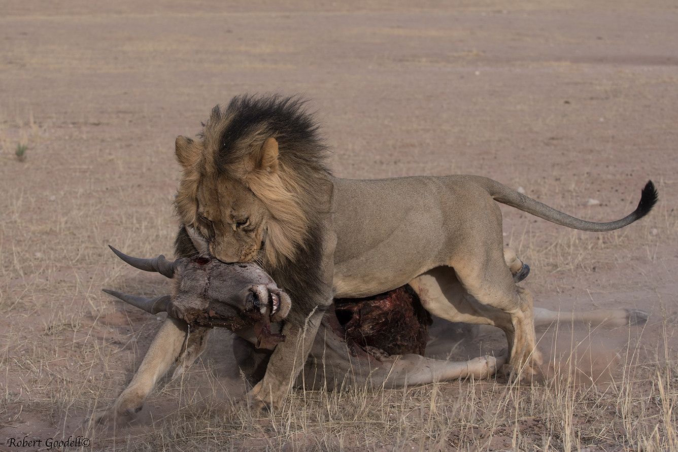 Nikon D500 sample photo. African lion dragging hartebeest photography