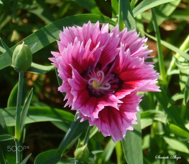 Panasonic DMC-FX01 sample photo. Nature's curls photography