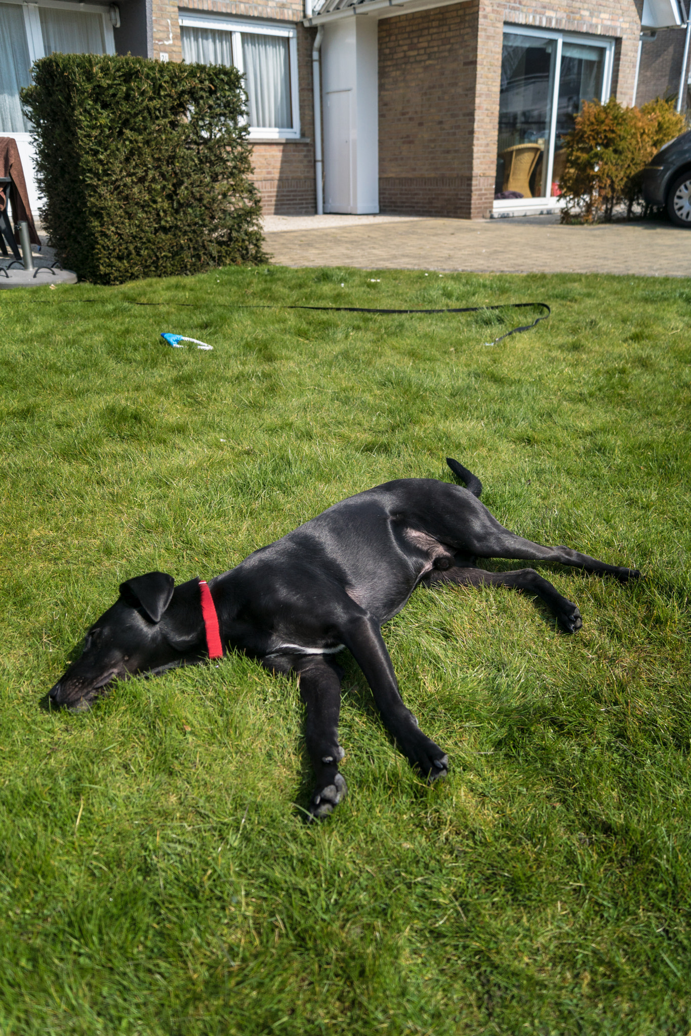 Sony ILCA-77M2 + Sony DT 18-55mm F3.5-5.6 SAM sample photo. Chilling dog photography