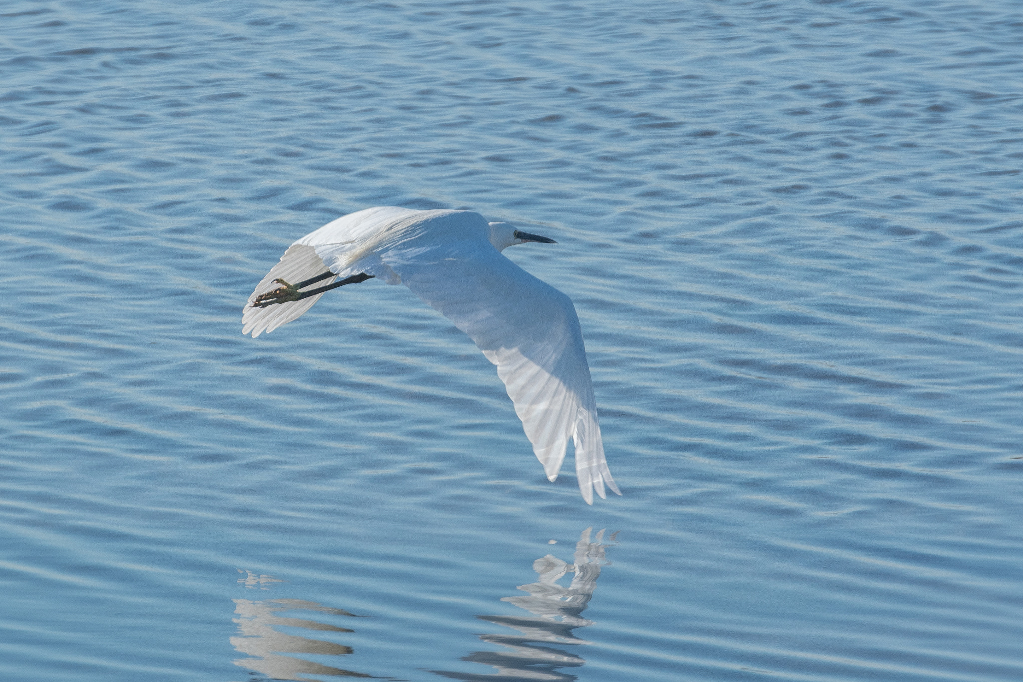 Nikon D500 sample photo. Egretta garzetta (little egret) photography