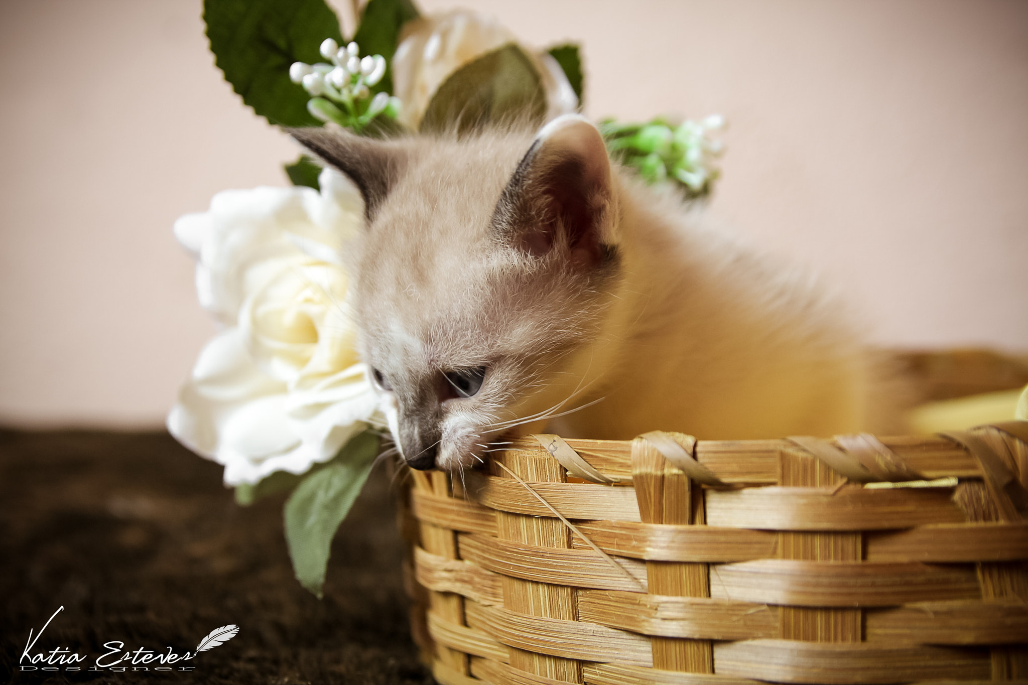 Canon EOS 40D sample photo. Gato photography