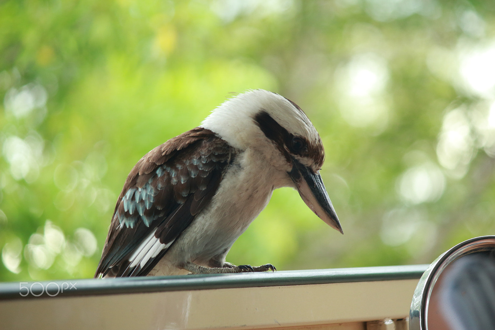 Canon EF-S 55-250mm F4-5.6 IS sample photo. Kookaburra posing photography