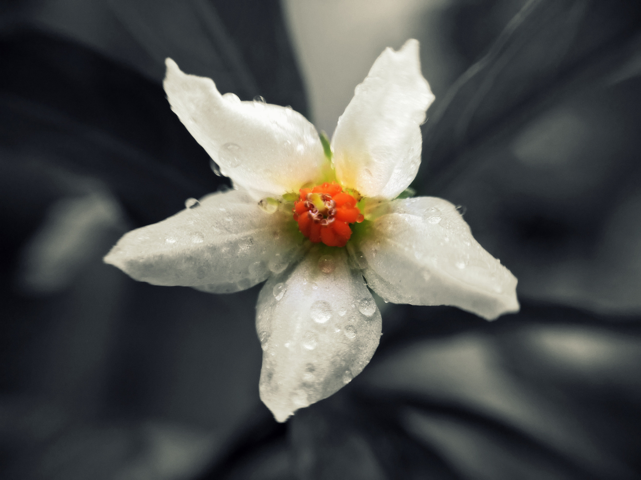 Nokia Lumia 929 sample photo. Dew flower photography