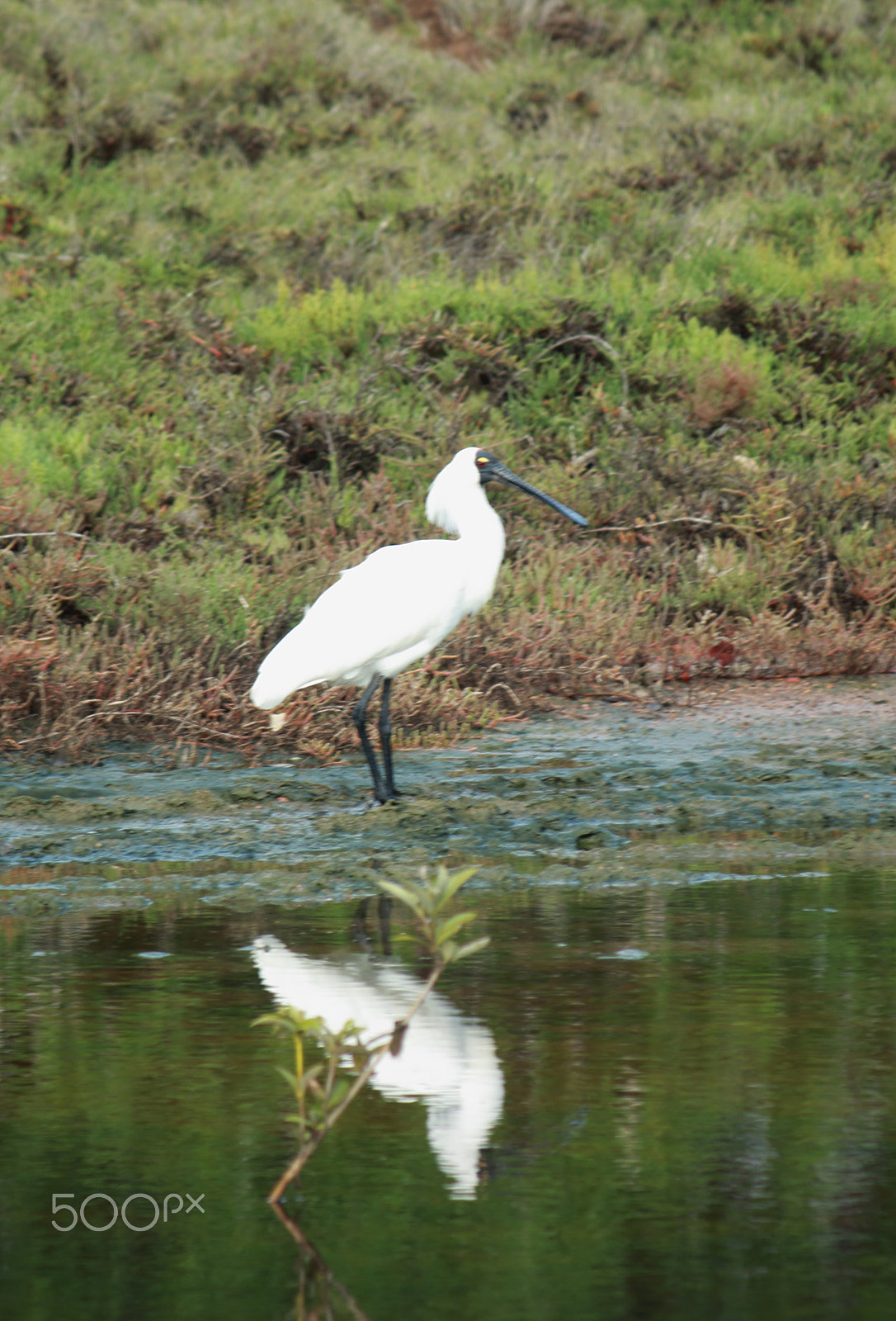 Canon EF-S 55-250mm F4-5.6 IS sample photo. Royal spoonbill photography