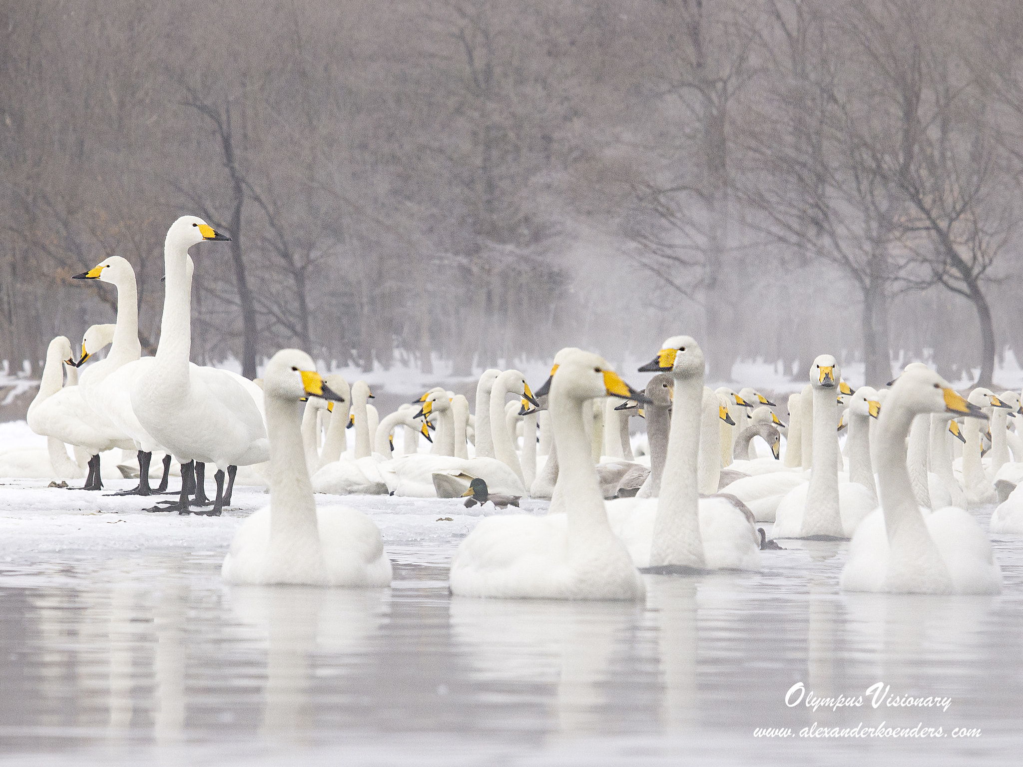 Olympus E-5 sample photo. Whoopers in winter photography