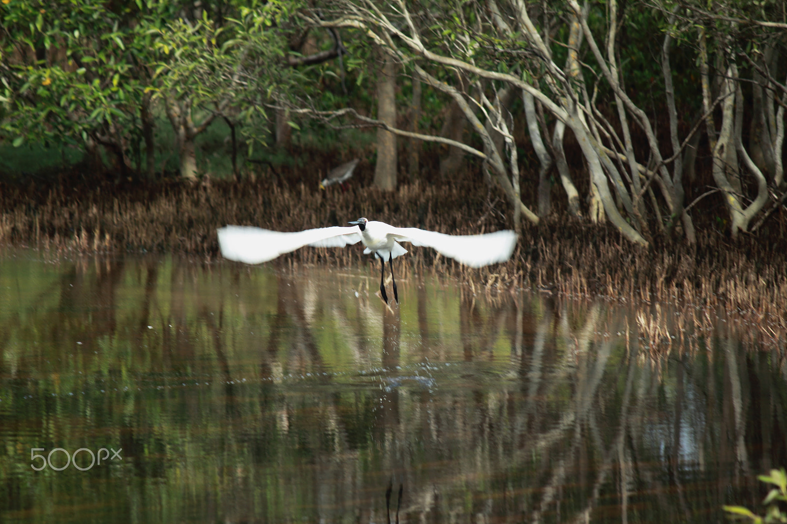 Canon EF-S 55-250mm F4-5.6 IS sample photo. Royal spoonbill photography