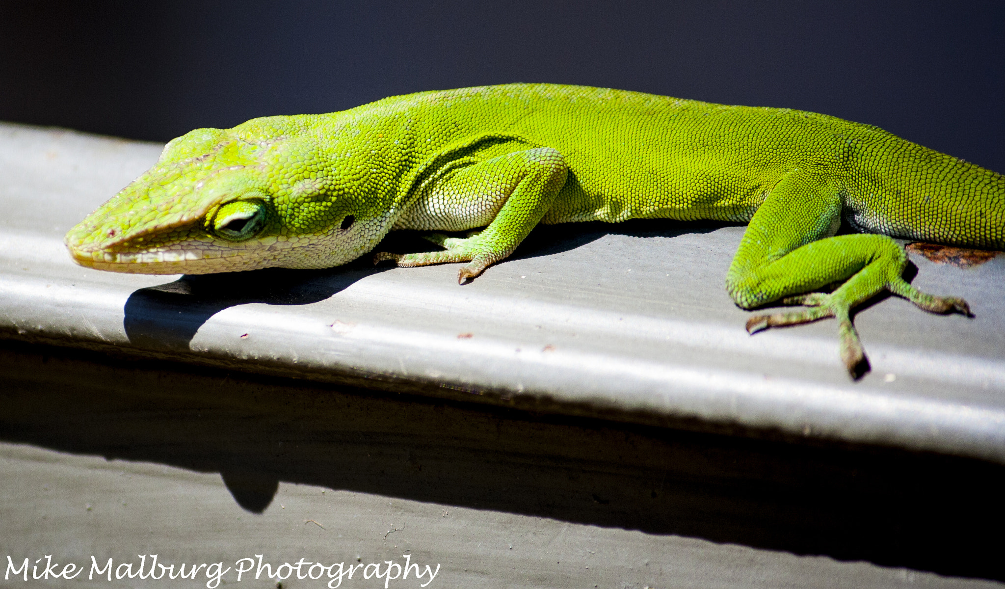 Canon EOS 400D (EOS Digital Rebel XTi / EOS Kiss Digital X) sample photo. Amazing lizard! photography
