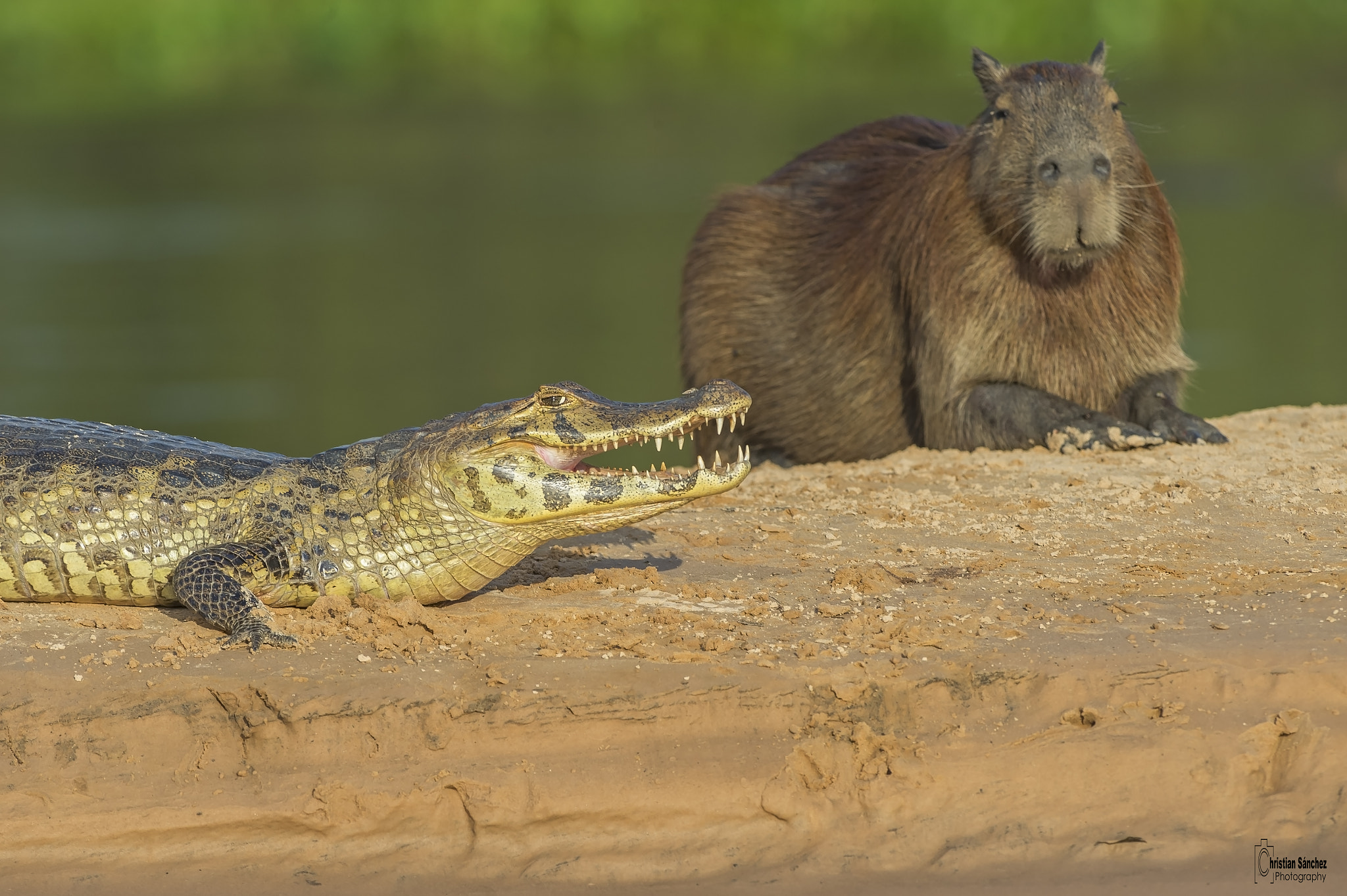 Nikon D4 sample photo. Capybara  and yacare photography