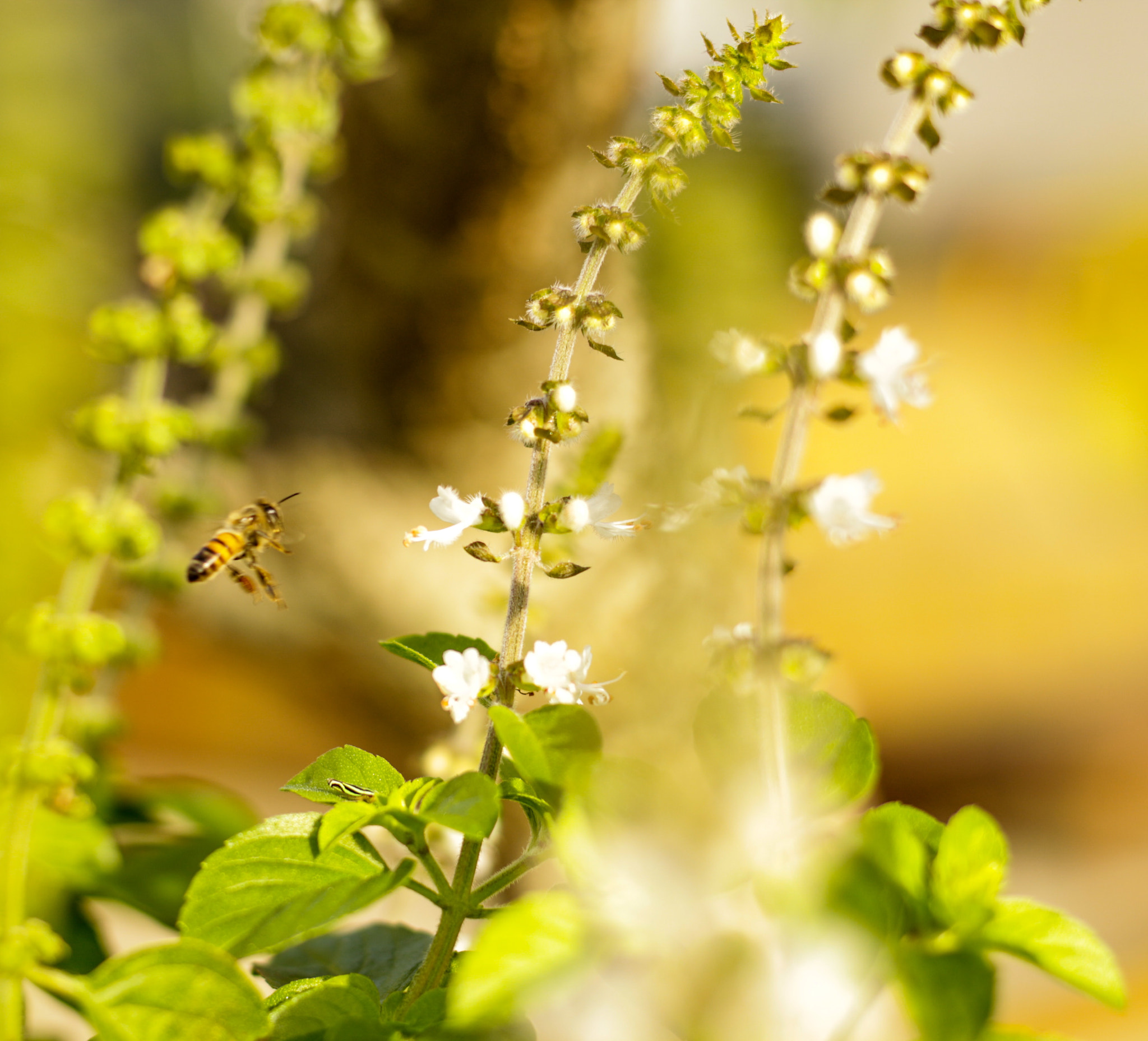Canon EOS 650D (EOS Rebel T4i / EOS Kiss X6i) sample photo. Bee photography