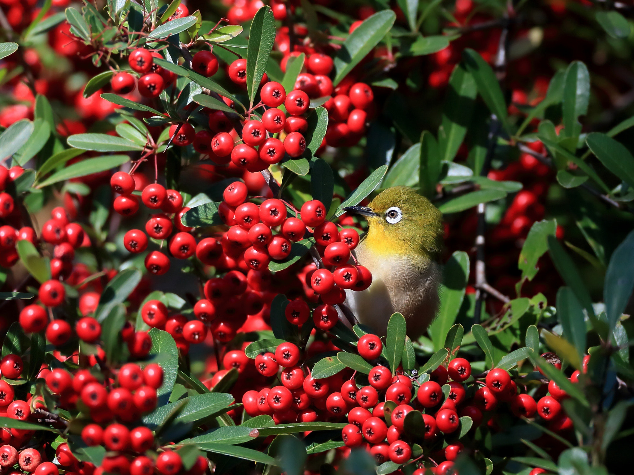 Canon EOS-1D X sample photo. メジロ japanese white-eye photography