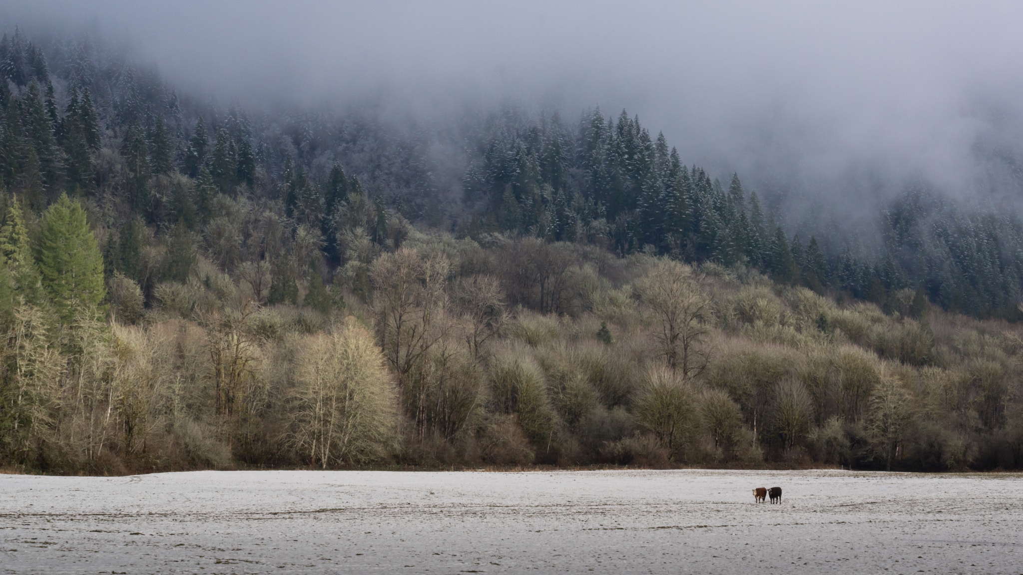 Sony DT 55-200mm F4-5.6 SAM sample photo. Tiny cows, large mountain photography