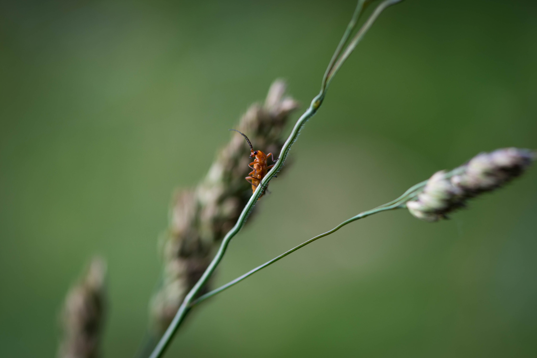 Nikon D7200 + Tamron SP 90mm F2.8 Di VC USD 1:1 Macro (F004) sample photo. I see you photography