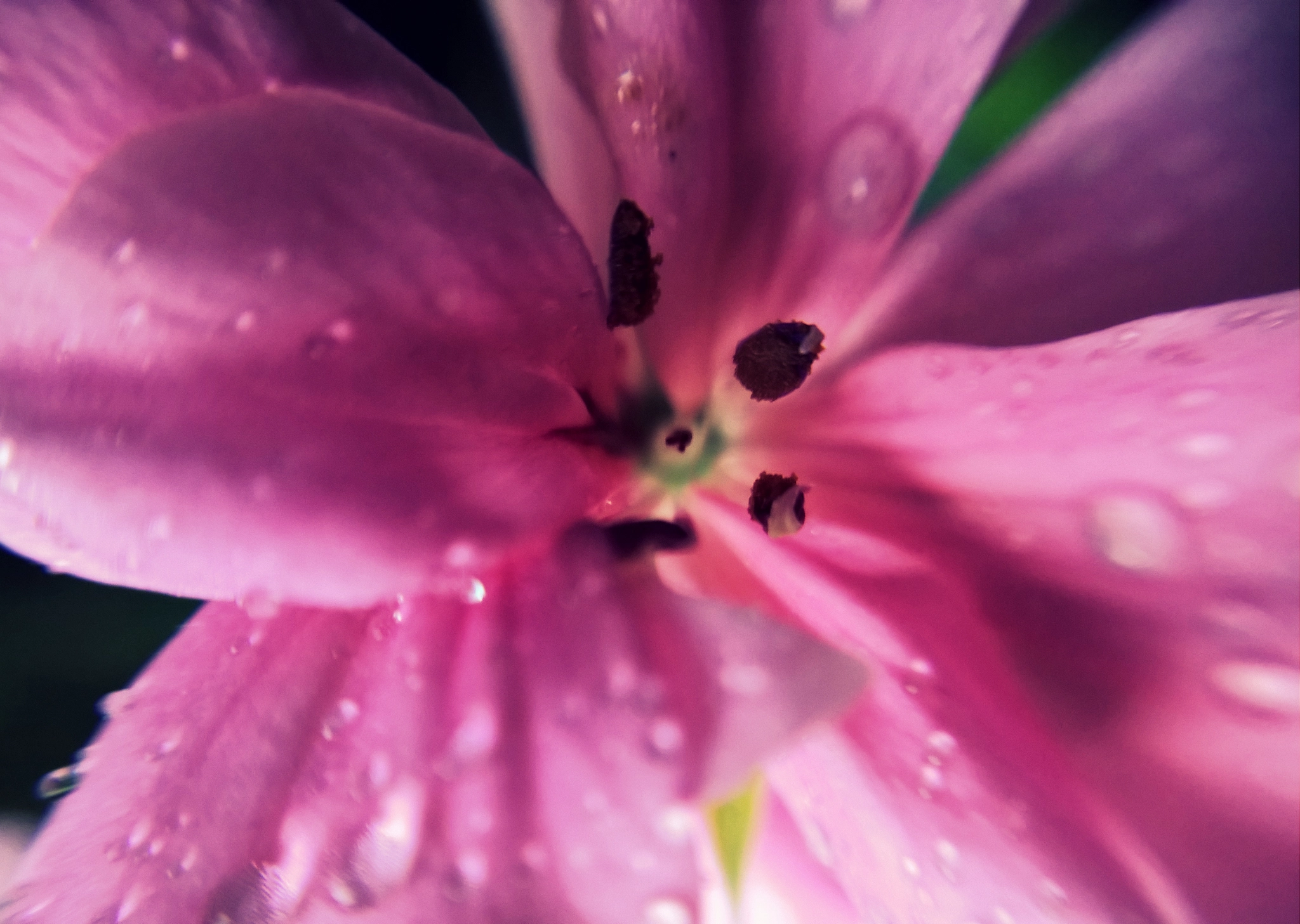 Nokia Lumia 929 sample photo. Dew photography