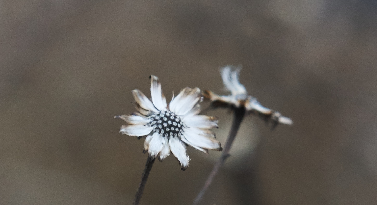 Sony E 50mm F1.8 OSS sample photo. Wildflower photography