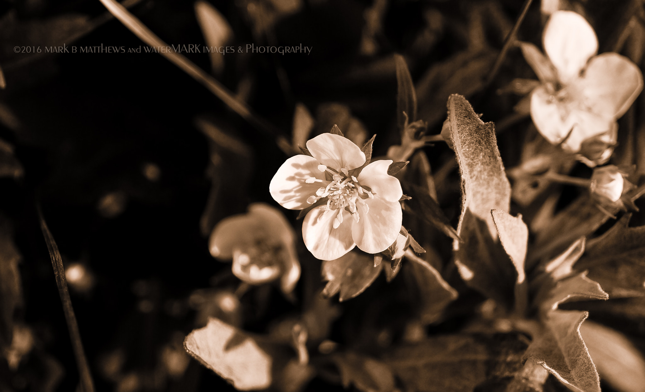 AF Zoom-Nikkor 28-80mm f/3.3-5.6G sample photo. In the garden photography