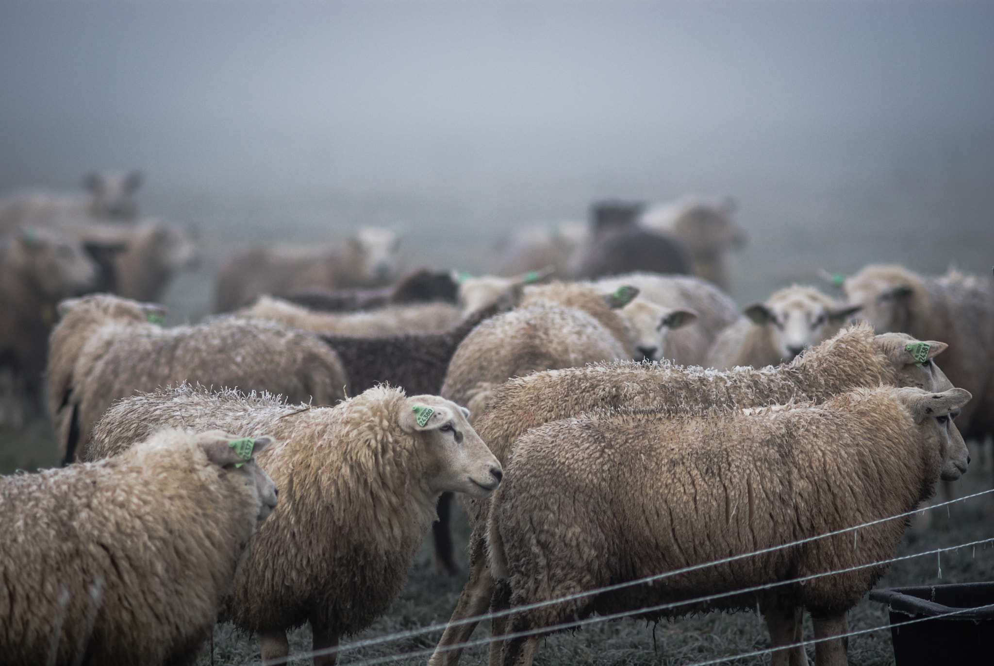 Sony Alpha DSLR-A200 sample photo. Sheep on a freezing cold morning photography
