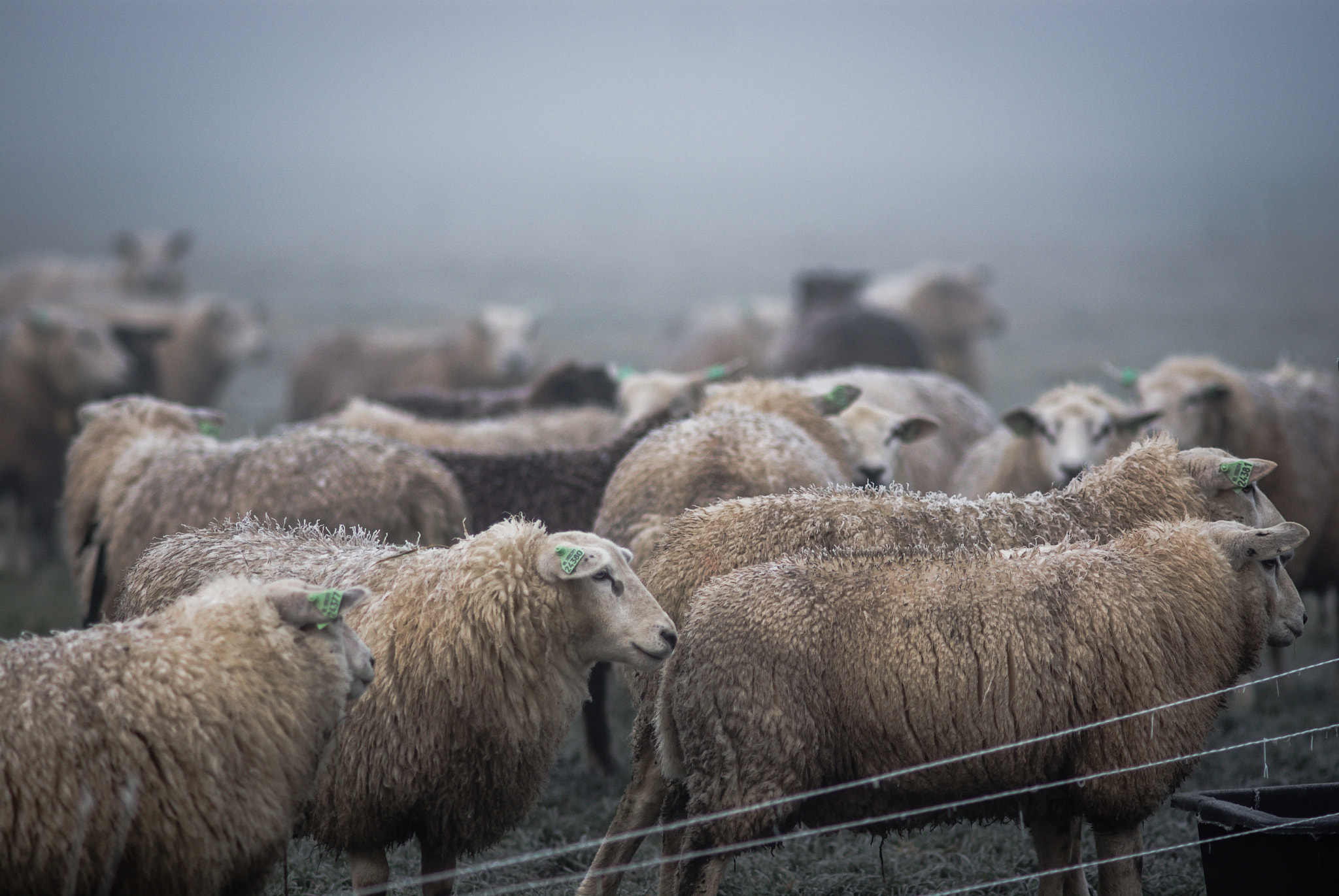 Sony Alpha DSLR-A200 + Minolta AF 200mm F2.8 HS-APO G sample photo. Sheep on a freezing cold morning photography