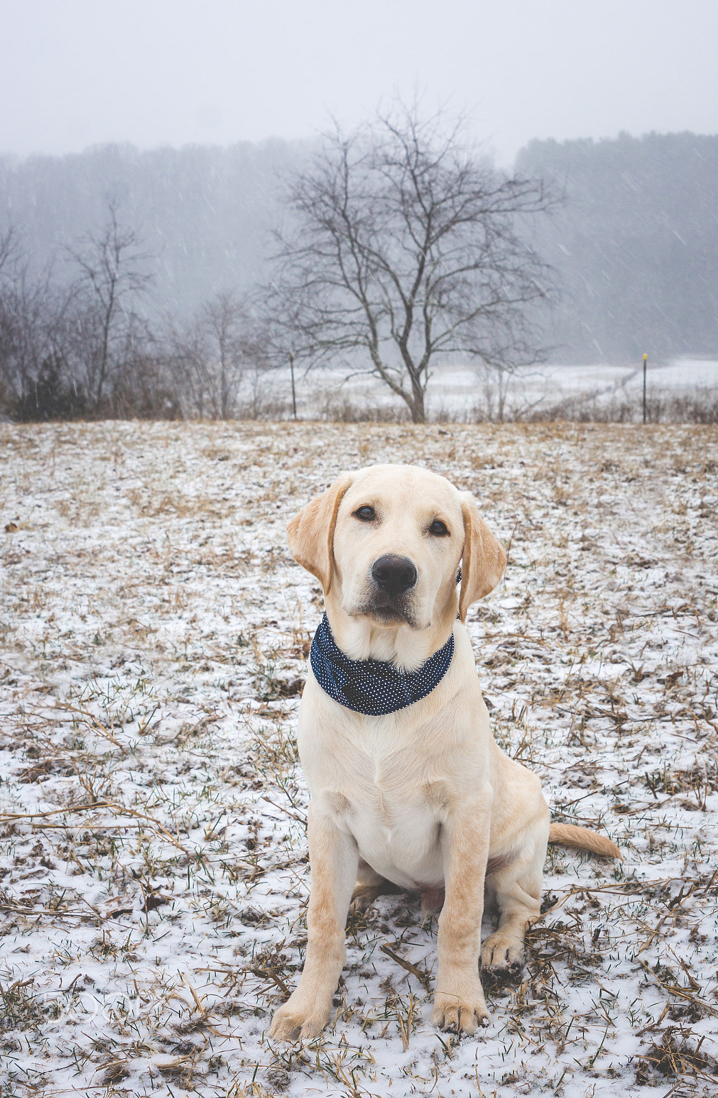 Sony SLT-A77 sample photo. Fresh snow photography