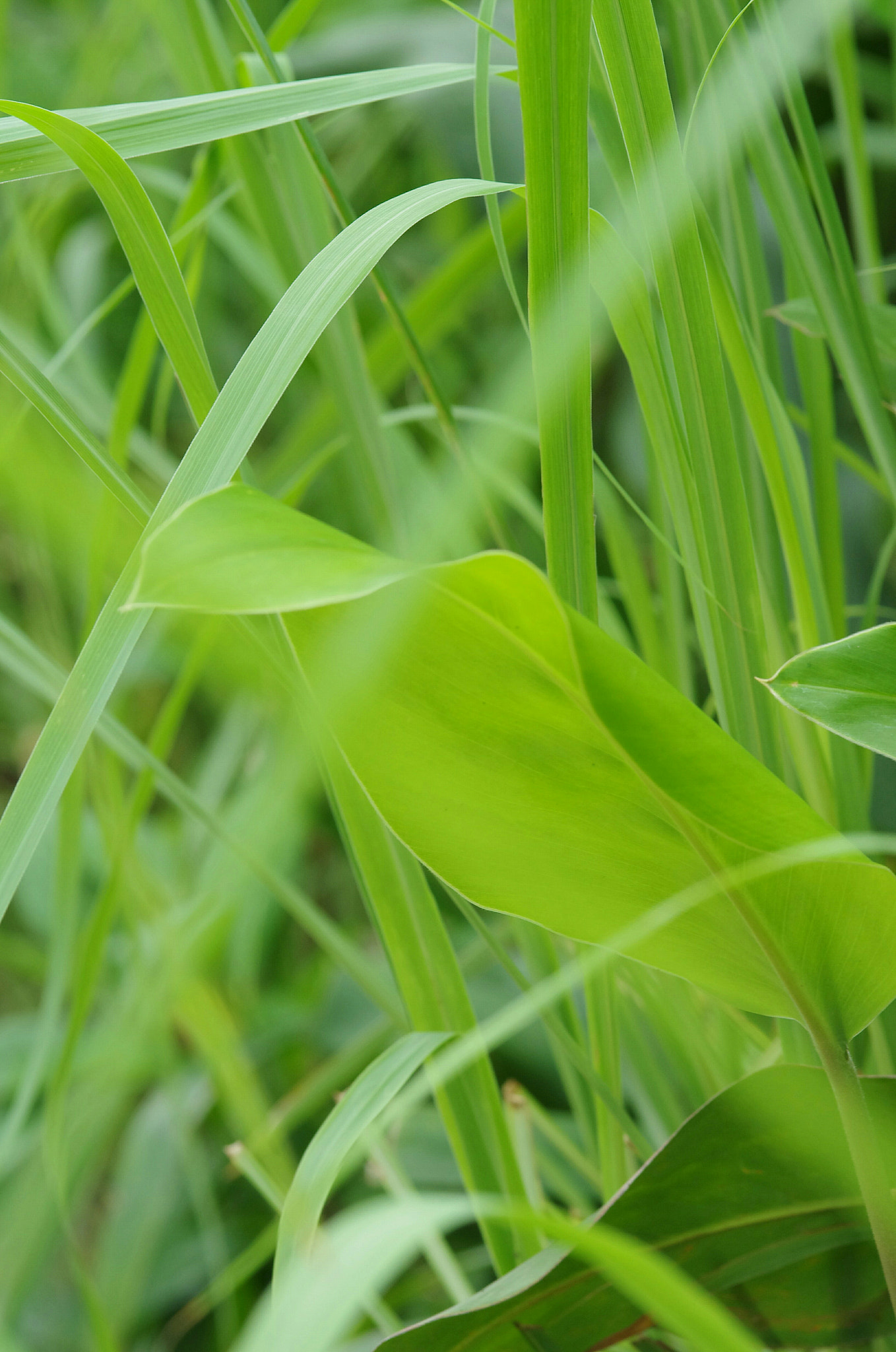 Pentax K-5 IIs + Sigma sample photo. So peace photography