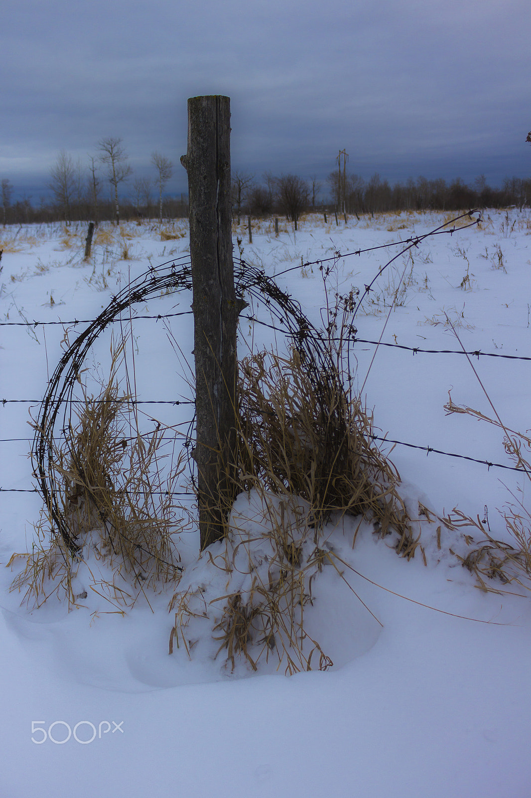 Canon EOS 600D (Rebel EOS T3i / EOS Kiss X5) sample photo. Barb wire photography