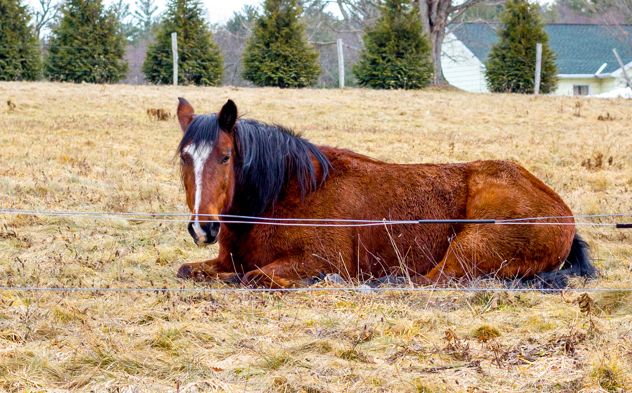 Canon EOS 550D (EOS Rebel T2i / EOS Kiss X4) sample photo. Off my hooves for a while photography