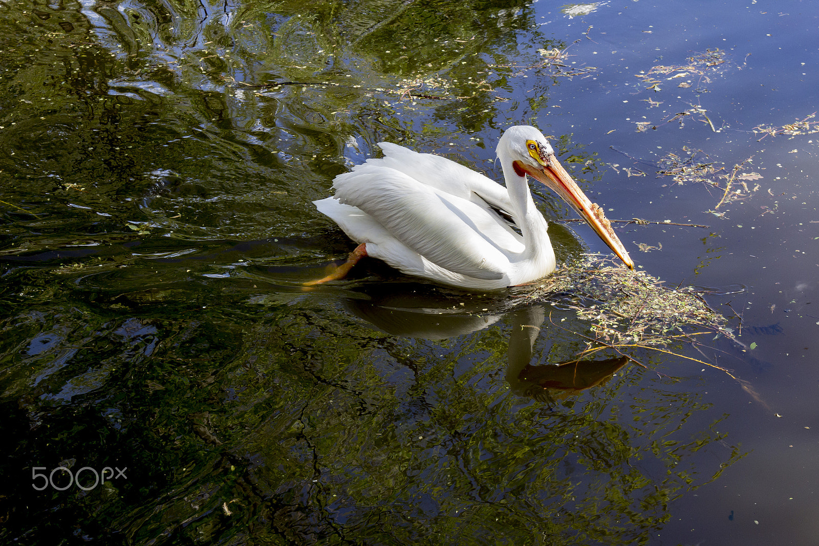Canon EOS 600D (Rebel EOS T3i / EOS Kiss X5) sample photo. Pelican (beautiful pollution/painting series) photography
