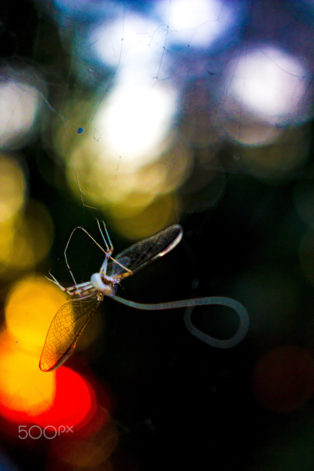 Canon EOS 600D (Rebel EOS T3i / EOS Kiss X5) sample photo. Fish fly - beautiful pollution/painting series photography