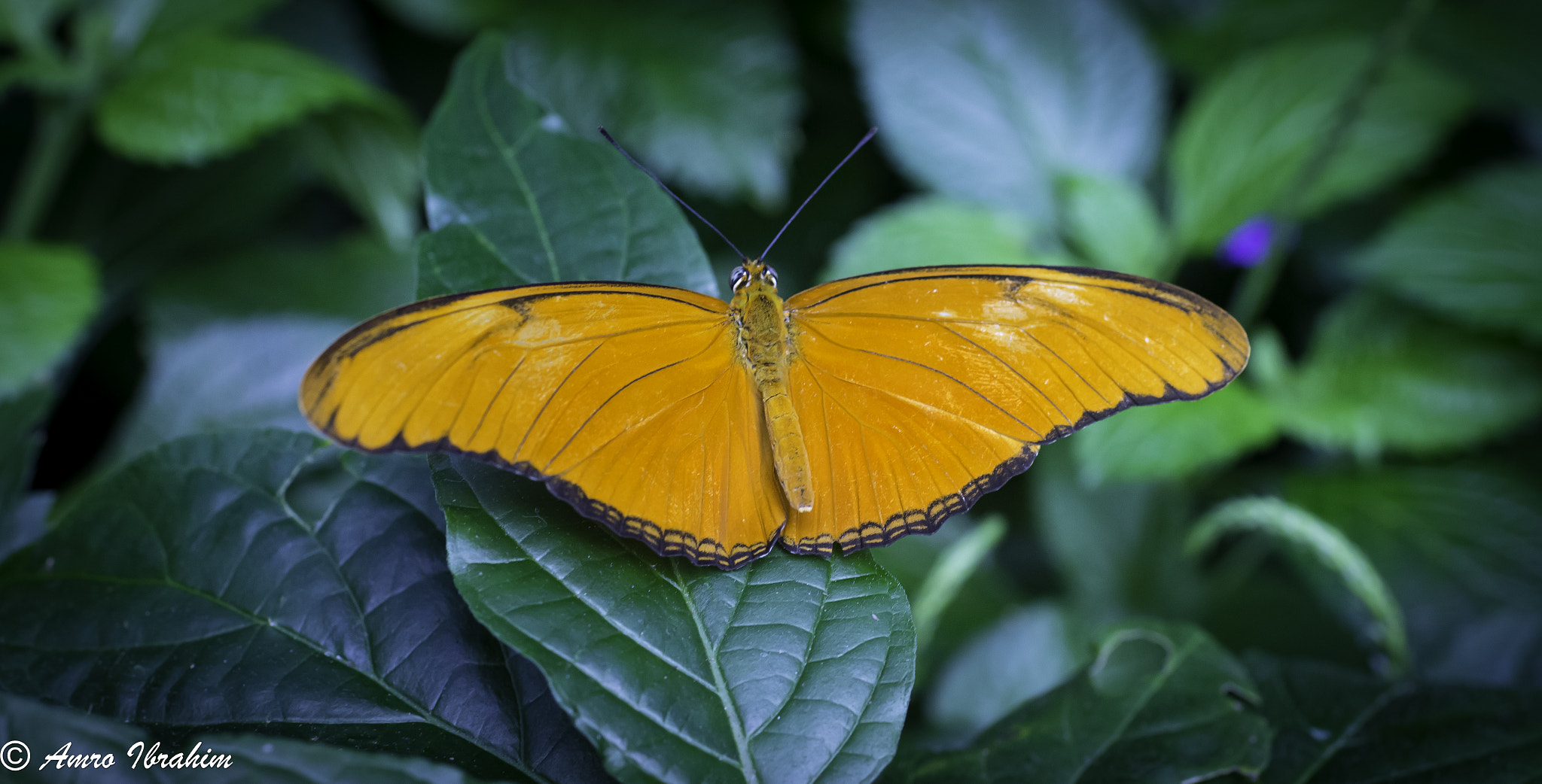 Nikon D7200 + Nikon AF-S Nikkor 35mm F1.8G ED sample photo. Golden butterfly photography