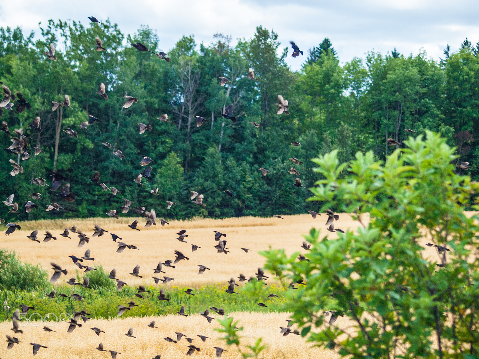 Olympus E-620 (EVOLT E-620) sample photo. Flocking birds in field photography