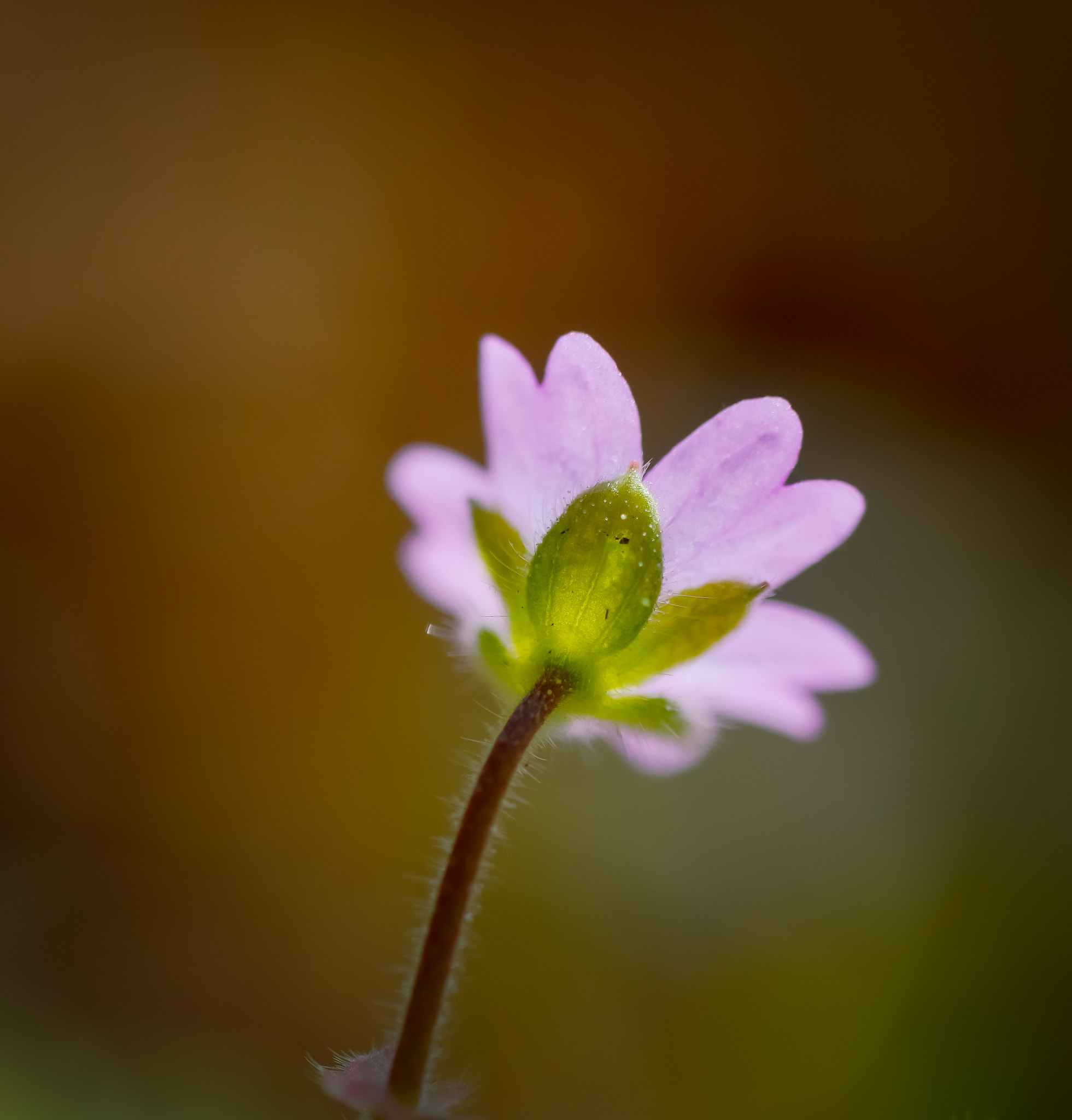 Nikon D3200 sample photo. Very tiny flower photography