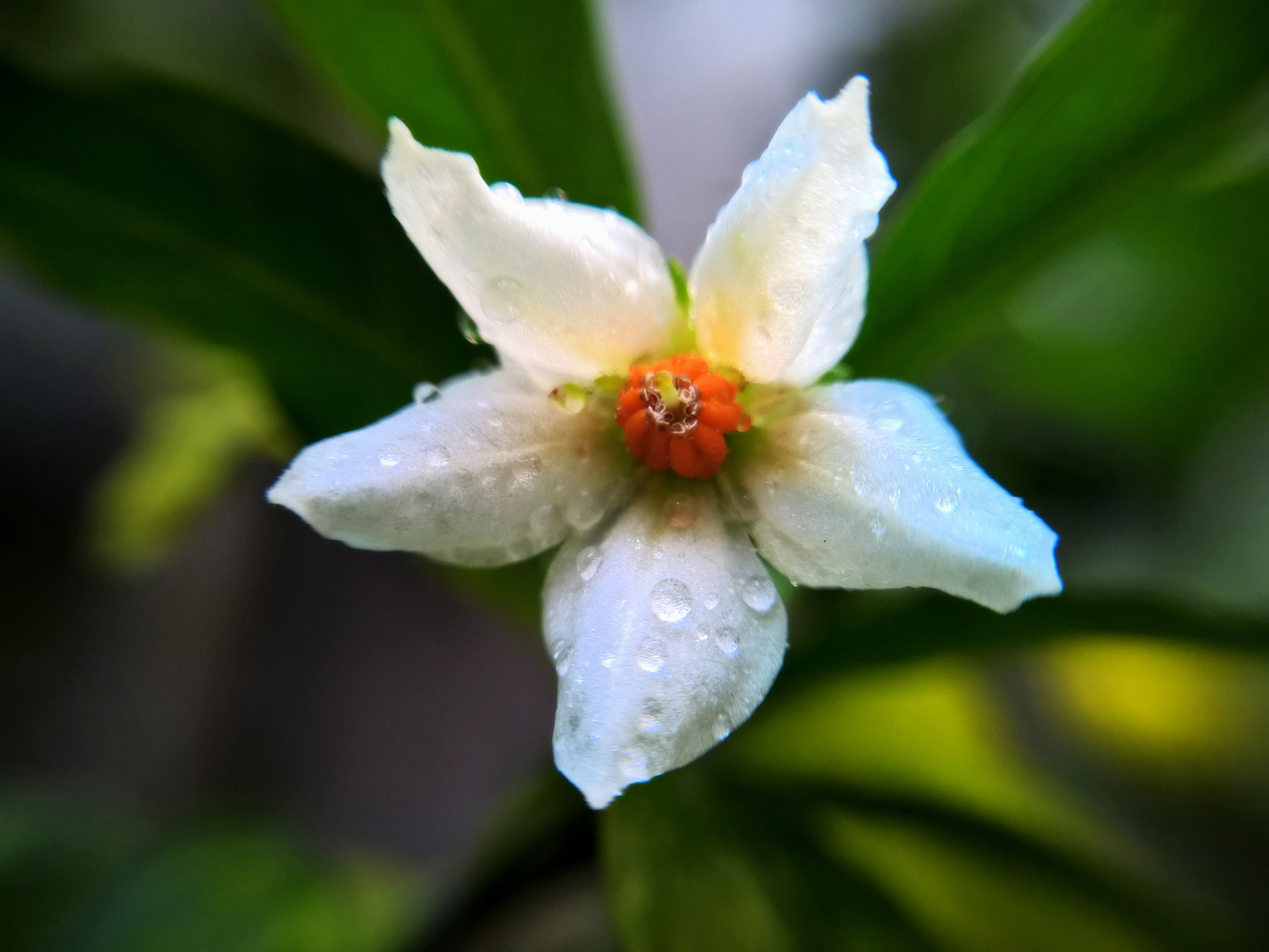 Nokia Lumia 929 sample photo. Florecilla photography