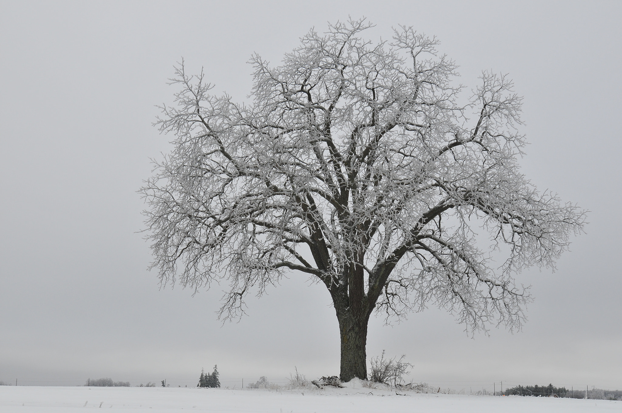 Nikon D300 sample photo. Ice storm tree - toronto, canada photography