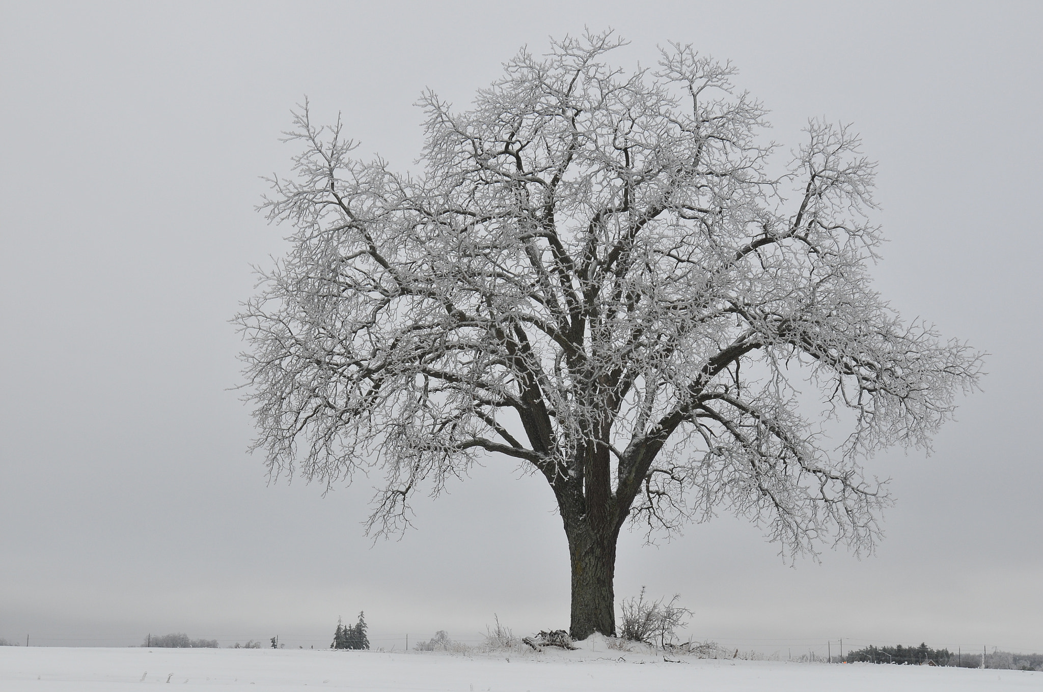 Nikon AF-S Nikkor 16-35mm F4G ED VR sample photo. Ice storm tree - toronto, canada photography