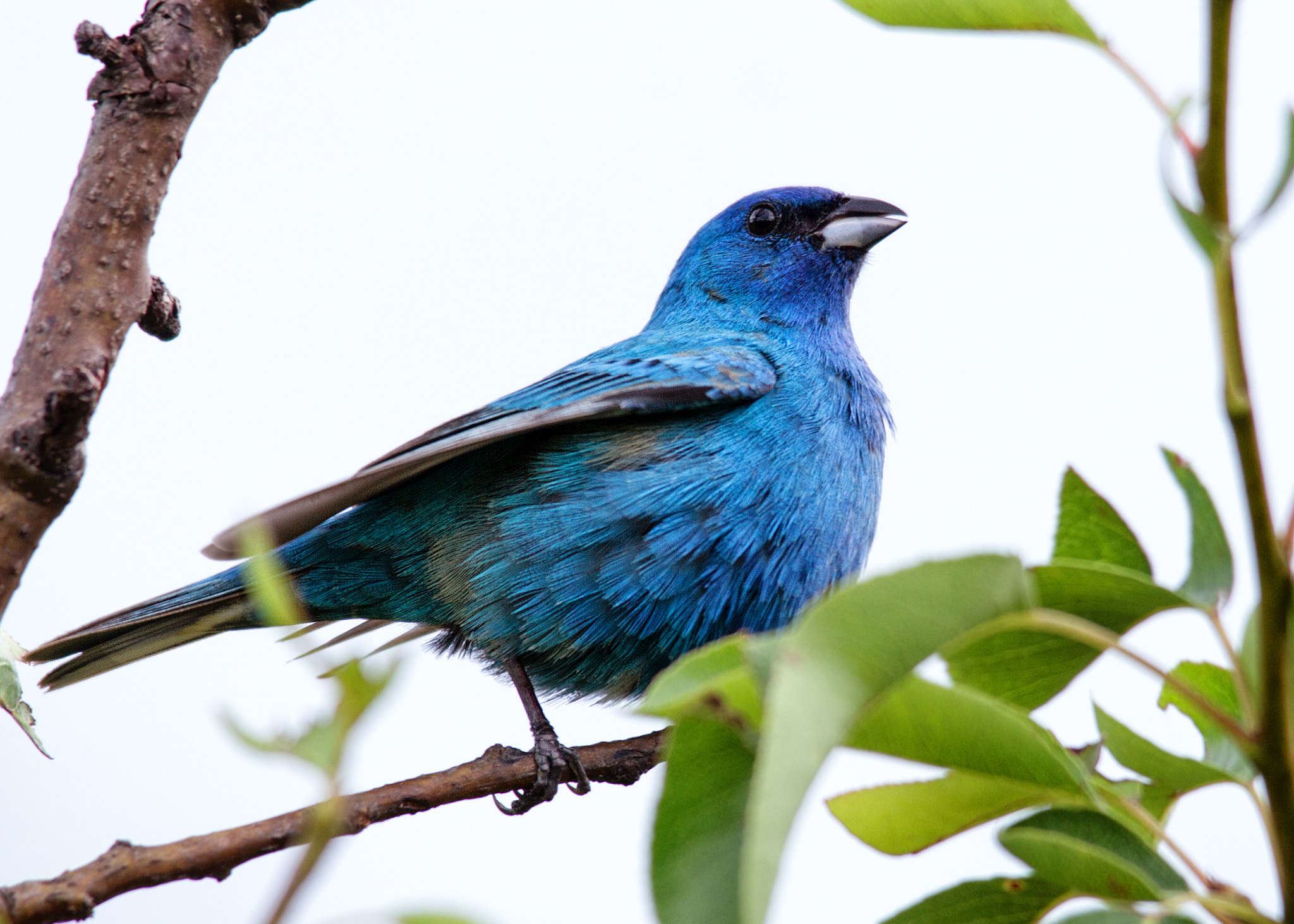 Sigma 150-500mm F5-6.3 DG OS HSM sample photo. Indigo bunting photography
