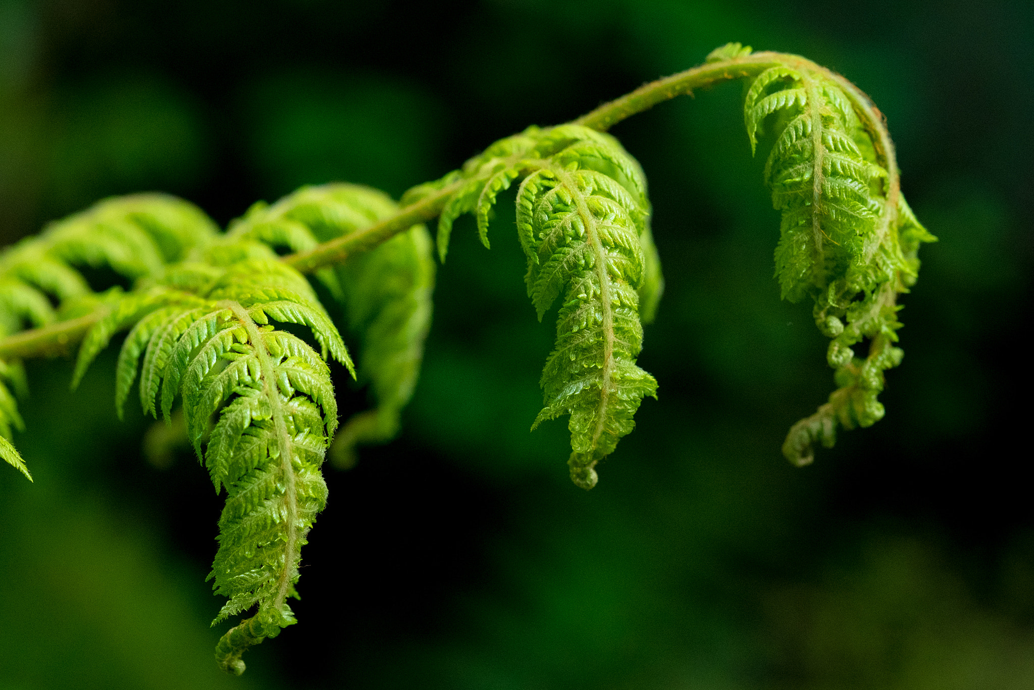 Fujifilm X-T1 + Fujifilm XF 60mm F2.4 R Macro sample photo. Ferns photography