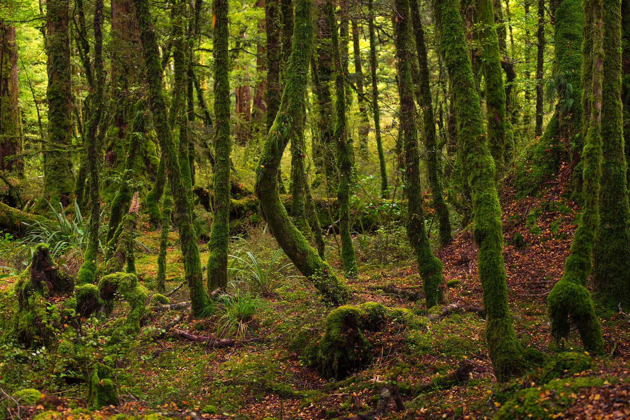 Fujifilm X-T1 + Fujifilm XF 50-140mm F2.8 R LM OIS WR sample photo. Cascade creek photography