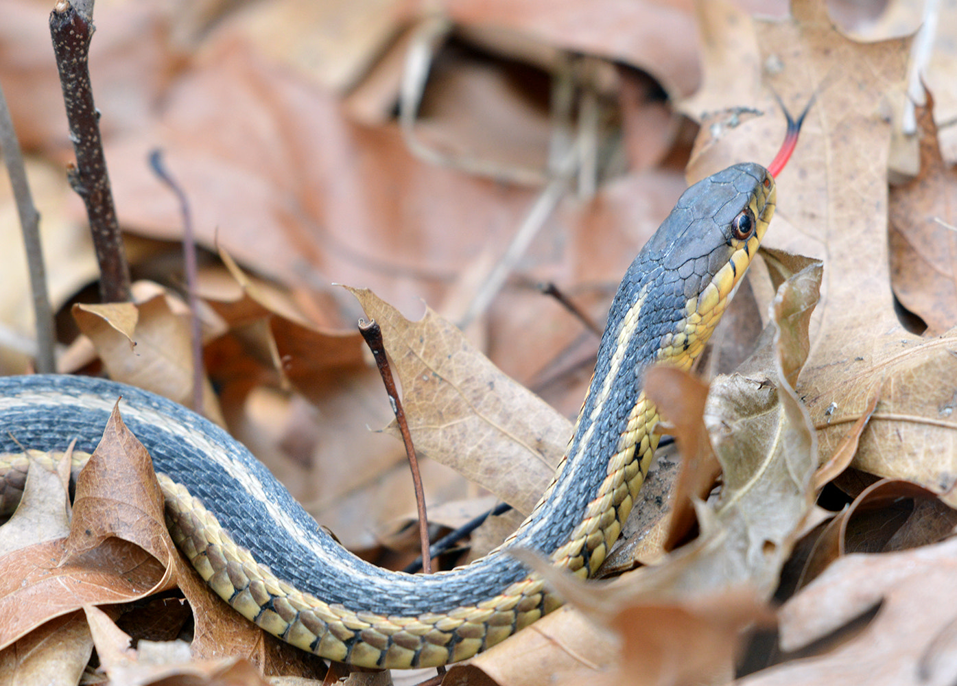 Nikon AF-S Nikkor 200-500mm F5.6E ED VR sample photo. Eastern garter snake photography