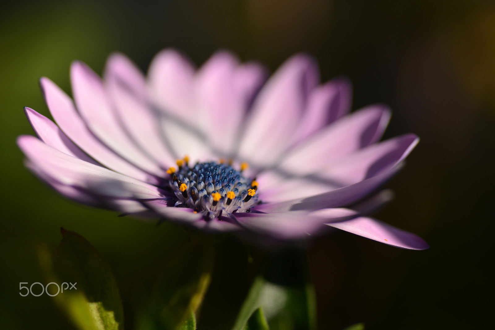 Nikon D600 sample photo. Light pale purple photography