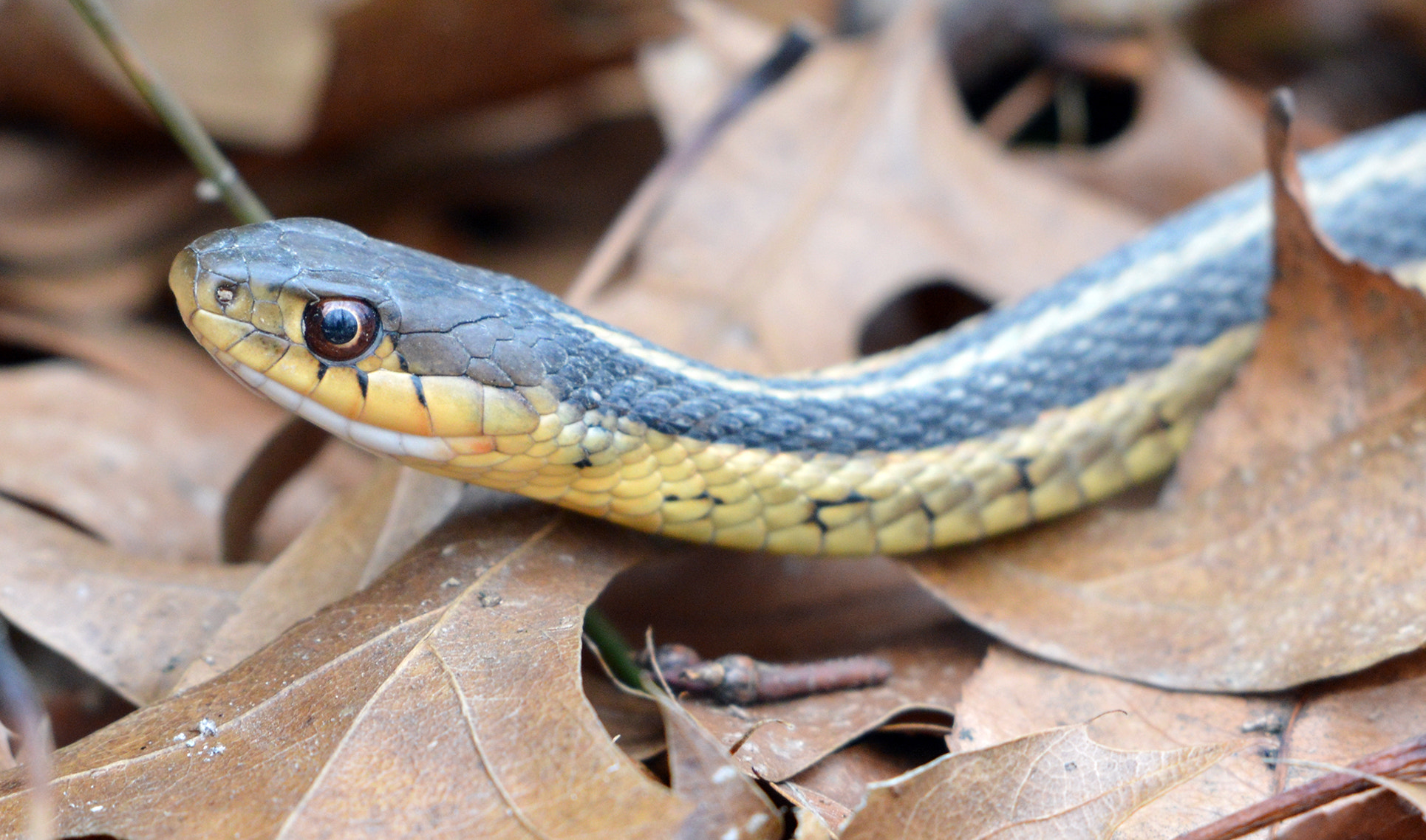 Nikon AF-S Nikkor 200-500mm F5.6E ED VR sample photo. Eastern garter snake photography