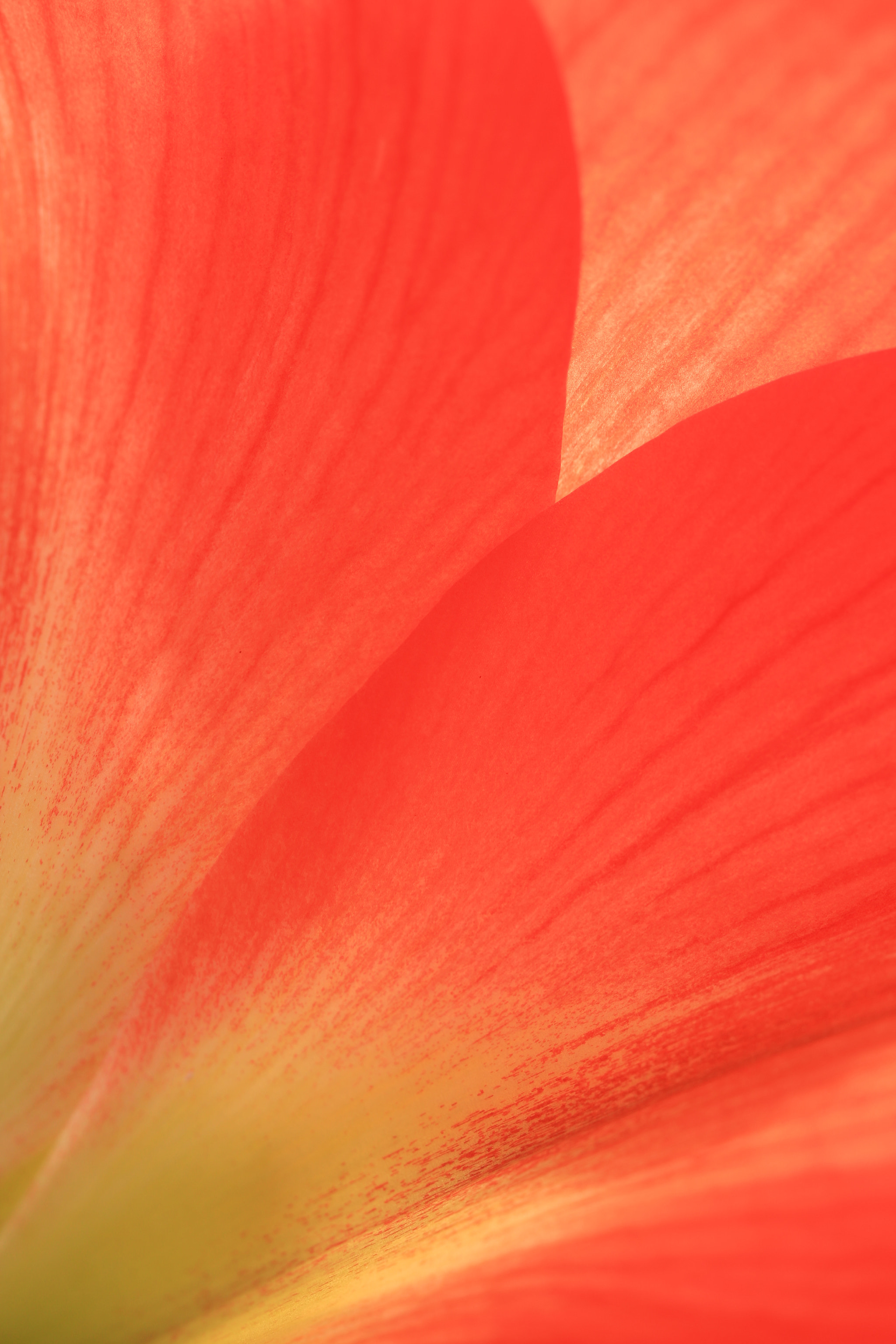 Canon EF 100mm F2.8 Macro USM sample photo. Hidden lake gardens photography