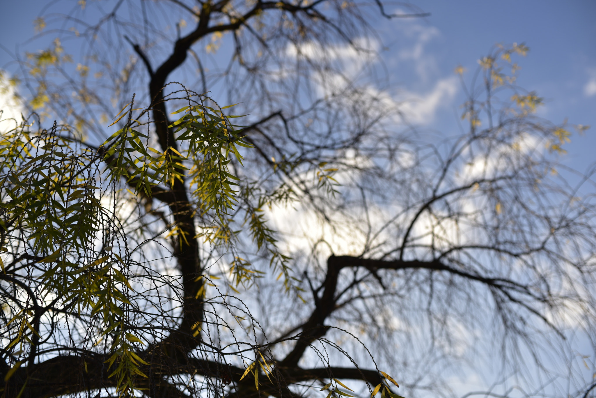 Manual Lens No CPU sample photo. Sunbeams leaves photography