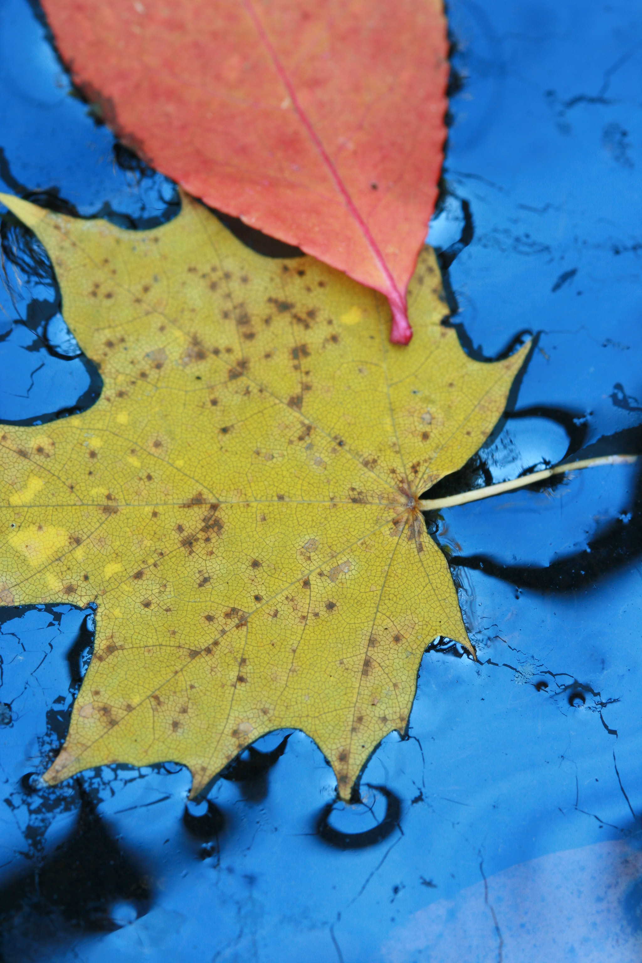 Canon EF 100mm F2.8 Macro USM sample photo. Fall colors photography