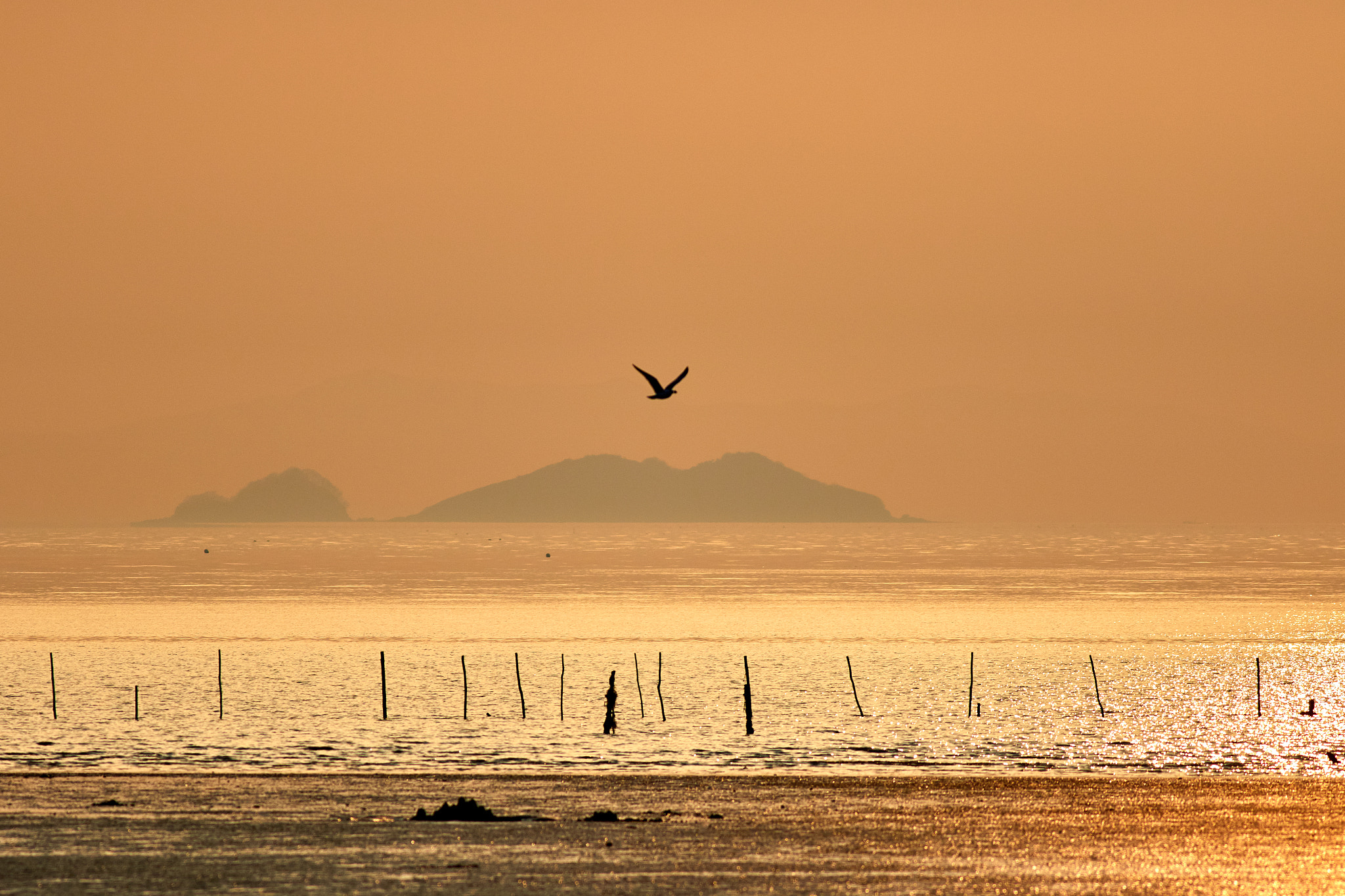 Canon EOS 7D Mark II + Canon EF 400mm F5.6L USM sample photo. Flying home for the night photography