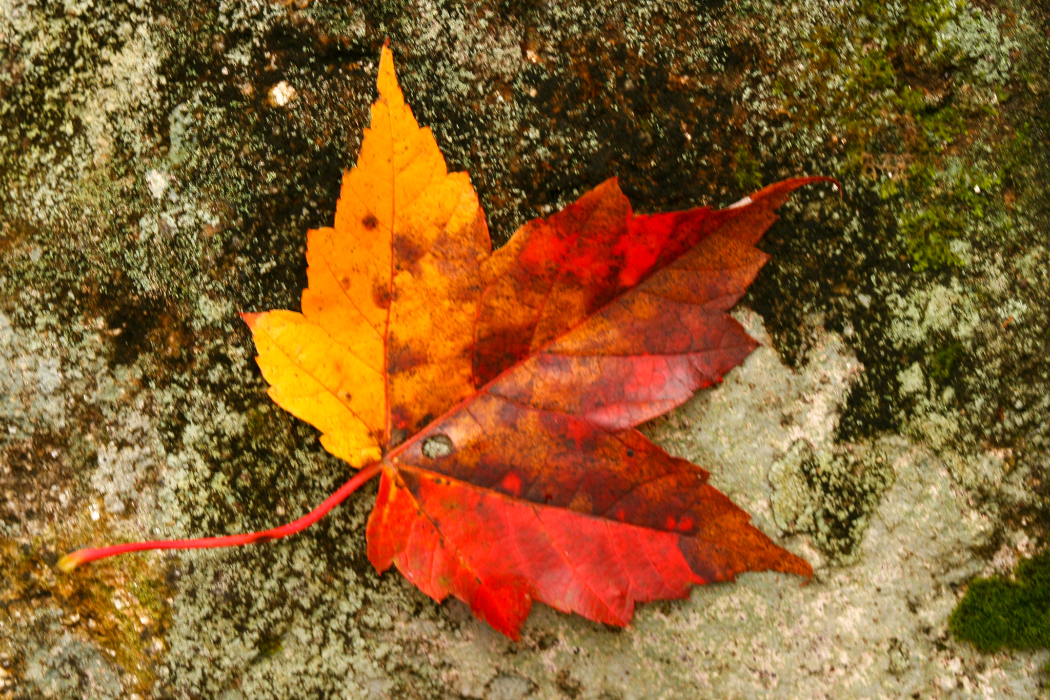 Canon EOS 400D (EOS Digital Rebel XTi / EOS Kiss Digital X) sample photo. Maple on rock photography